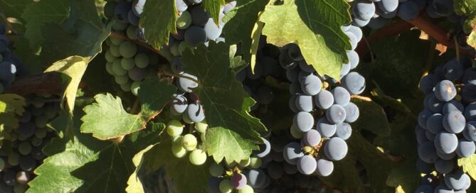 Grapes growing in Valle