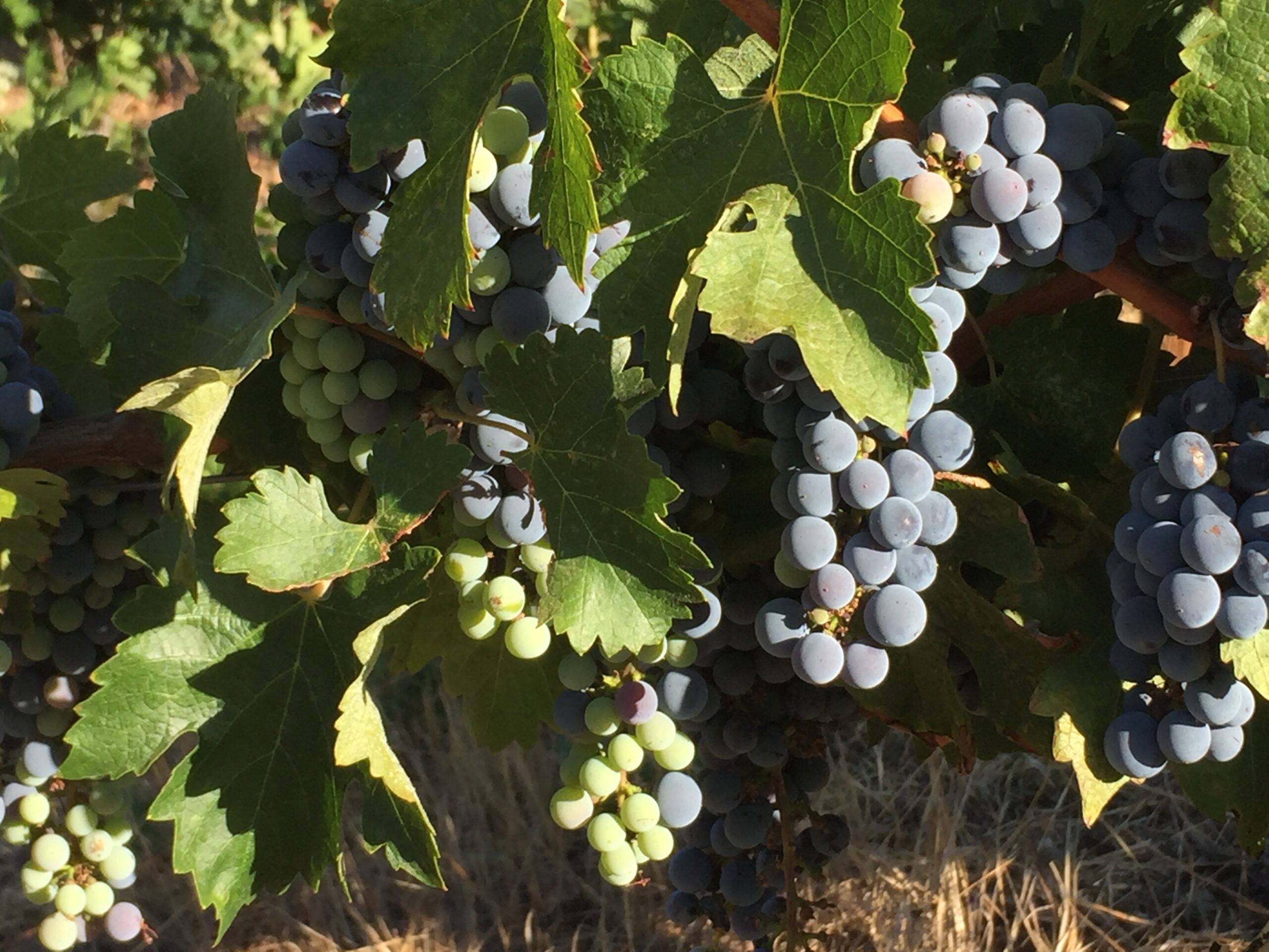 Grapes growing in Valle